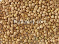 Desi / Kabuli Chickpeas