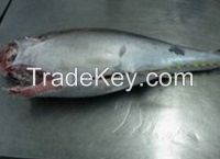 Sashimi Grade Frozen Tuna