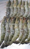 Black Tiger Shrimp