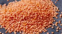 Red Lentils / Green Lentils