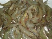 Vannamei Shrimps