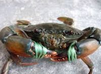 Live Mud Crab