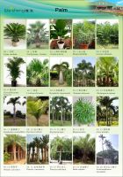 Ornamental palms