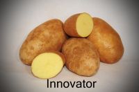 High Quality Fresh Innvator Potatoes