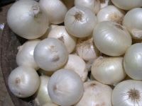 High Quality Fresh White Onions