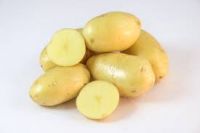 High Quality Fresh Challenger  Potatoes