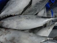 Frozen Bonito Tuna Fish