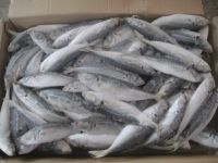 Frozen Horse Mackerel