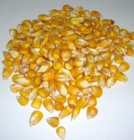 Dried Kernels