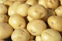 Yellow Sweet fresh holland Potatoes