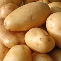 growing sweet potato/german potato/holland potato