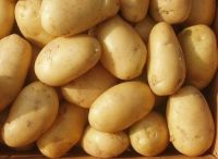 New Crop Fresh Potato on sale/holland potato and sweet potato