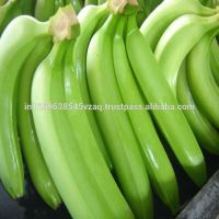 Fresh Green Cavendish Banana