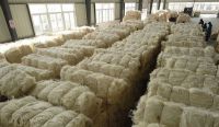 UG Grade White Sisal Fiber