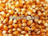 Yellow Corn