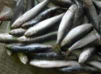 Bait fish frozen sardine whole round export to Fiji