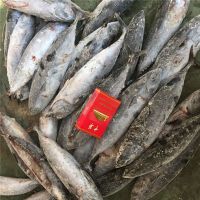 Frozen frigate tuna frigate mackerel auxis thazard for smoked