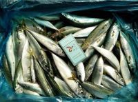 Frozen pacific mackerel scomber japonicus wholesale for market