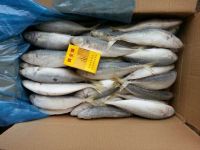 Frozen blue round scad blue mackerel scad galunggong for Asia market
