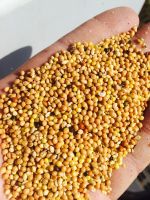 Yellow Millet