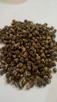 Moringa seeds kernel