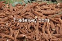 Fresh Cassava