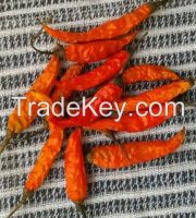 Organic Teja chilli jolokia