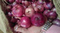 Fresh Red Onion