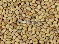 buk alfalfa seeds for sale with competitive price