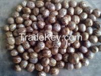 RUBBER SEEDS WITH BEST PRICE AND GOOD QUALITY