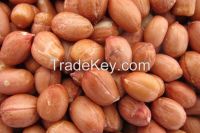 long type raw peanuts kernels