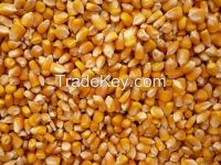Price of Yellow Corn for Human Comsuption