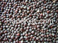 Export Quality in Whole sale Price Mustard Seeds