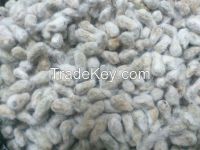 Best Quality Cotton Seed