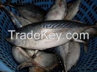 Frozen Skipjack Tuna Fish Sea Food