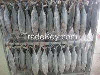 Frozen Whole Round Tuna