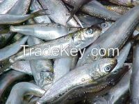 Frozen Sardine fish sea food