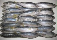 frozen horse mackerel