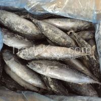 Frozen Bonito Fish