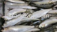 round frozen sardine fish