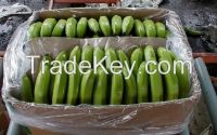 CAVENDISH BANANA AT GOOD PRICE