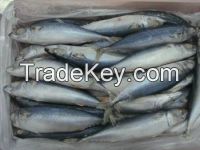 Fresh Frozen sardine fish, mackerel fish, moroccos, sardine seafood fish for sale