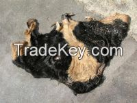 Wet salted cow calf Hides for sale