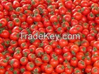 GRADE ''A'' FRESH TOMATOES FOR SALE