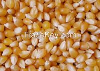 Quality White And Yellow Corn For Sale