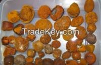 Cattle cow ox Gallstones