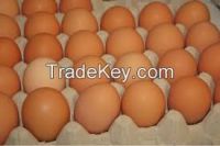 Fresh Brown Chicken Eggs for Sale