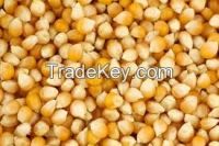 corn, yellow corn, maize, rice, popcorn, 