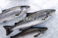 Salmon, Salmon Heads, Cat Fish