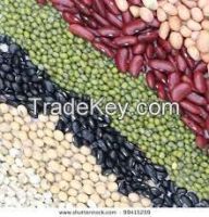 PINTO BEANS, MUNG BEANS, CHICPEAS